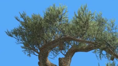 Jeffrey Pine Pinus Jeffreyi İki Kavisli Dalları Kozalaklı Evergreen Tree Rüzgar Yeşil İğne gibi Glaucous Gri-Yeşil Yaprakları Rüzgar Sallanan olduğunu