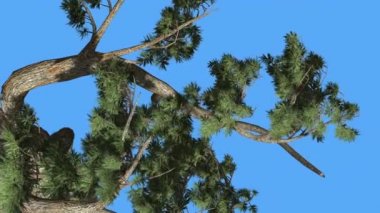 Jeffrey Pine Pinus Jeffreyi Büyük Kavisli Dal Kozalaklı Evergreen Tree Rüzgar Yeşil İğne gibi Glaucous Gri-Yeşil Yaprakları Rüzgarlı Gün Sallanan olduğunu
