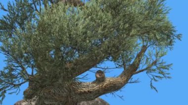 Jeffrey Pine Pinus Jeffreyi Sunny Day Coniferous Evergreen Tree Rüzgar Yeşil İğne gibi Glaucous Gri-Yeşil Yapraklar Ağacı Rüzgarlı Gün Swaying olduğunu