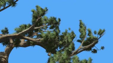 Jeffrey Pine Pinus Jeffreyi Sunny Day Coniferous Evergreen Tree Rüzgar Yeşil İğne gibi Glaucous Gri-Yeşil Yapraklar Ağacı Rüzgarlı Gün Swaying olduğunu