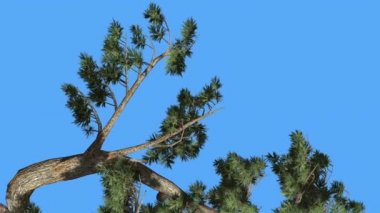 Jeffrey Pine Pinus Jeffreyi Kavisli Dal Kozalaklı Evergreen Tree Rüzgarlı Gün Rüzgar Yeşil İğne gibi Glaucous Gri-Yeşil Yapraklar Ağaç Sallanan olduğunu