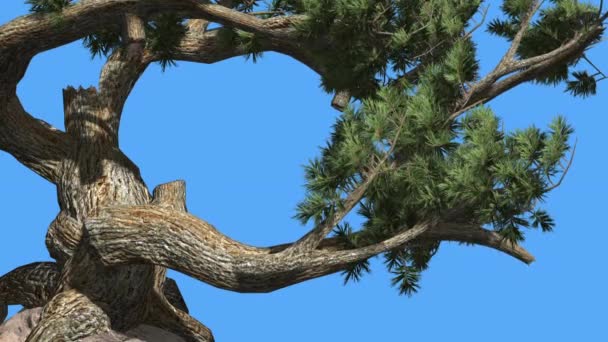 Jeffrey Pine Pinus Jeffreyi oude wuivende takken Coniferous groenblijvende boom groene naald-achtige Glaucous grijs-groene bladeren boom in winderige dag — Stockvideo