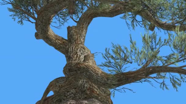 Jeffrey pine pinus jeffreyi alter Baum nach oben Nadelbaum immergrüner Baum schwankt am windgrünen nadelförmigen graugrünen Blättern windigen Tag — Stockvideo