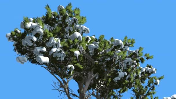 Monterey Cypress Snow na Crown Coniferous Evergreen Tree jest kołysząc się na wiatr Zielona Skala-like liści Hesperocyparis macrocarpa Tree w wietrzny dzień — Wideo stockowe