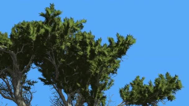Μοντερέι Κυπαρίσσι κορυφή του Branchy στέμμα κωνοφόρα αειθαλή δέντρο είναι ταλαντεύεται στο άνεμο πράσινο κλίμακα-όπως φύλλα δέντρο σε ανεμοδαρμένη ημέρα — Αρχείο Βίντεο