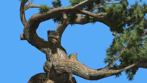 Jeffrey Pine Pinus Jeffreyi Old Swaying Branches Árbol perenne de coníferas se balancea en el viento Verde como agujas Glaucous Gray-Green Leaves Windy Day — Vídeos de Stock