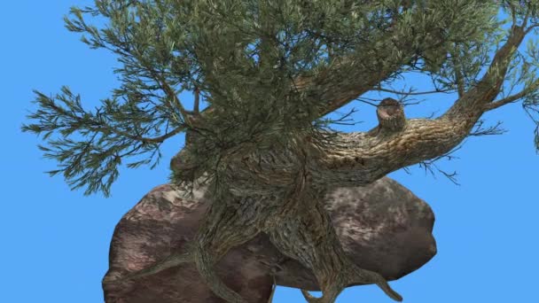 Jeffrey Pine Pinus jeffreyi na kamenném jehličnatých stromů se houpá ve větru zelená jehla-jako Glaukóza šedá-zelená listí v větrném dni — Stock video