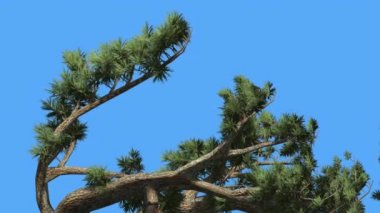 Jeffrey Pine Pinus Jeffreyi Eğilimli Ağaç Kozalaklı Evergreen Tree Rüzgarlı Gün Rüzgar Yeşil İğne gibi Glaucous Gri-Yeşil Yapraklar Ağaç Sallanan olduğunu