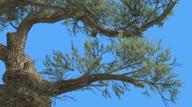 Jeffrey Pine Pinus Jeffreyi Kavisli Gövde Coniferous Evergreen Tree Rüzgarlı Gün Rüzgar Yeşil İğne gibi Glaucous Gri-Yeşil Yapraklar Ağaç Sallanan olduğunu