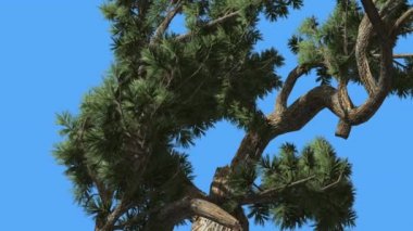 Jeffrey Çam Pinus Jeffreyi Kavisli Ağaç Sunny Day Coniferous Evergreen Tree Rüzgar Yeşil İğne gibi Glaucous Gri-Yeşil Yaprakları Sallanan olduğunu