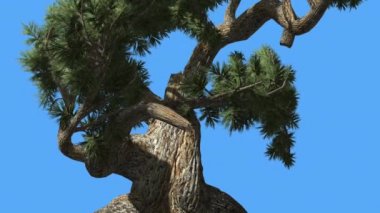 Jeffrey Pine Pinus Jeffreyi Eski Sallanan Ağaç Coniferous Evergreen Tree Rüzgar Yeşil İğne gibi Glaucous Gri-Yeşil Yaprakları Rüzgarlı Gün Sallanan olduğunu