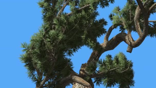 Jeffrey Pine Pinus Jeffreyi Arbre courbé Journée ensoleillée Conifères L'arbre à feuilles persistantes oscille au vent Vert Aiguille Glauque Gris-Vert Feuilles — Video