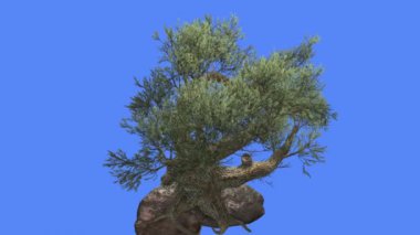 Jeffrey Çam Eski Ağaç Kökleri Bir Stone Pinus Jeffreyi Coniferous Evergreen Tree Rüzgar Yeşil İğne Gibi Yapraklar Ağacı Rüzgarlı Gün Sallanan olduğunu