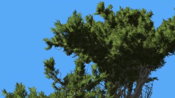 Monterey Cypress top van Coniferous groenblijvende boom Creen kroon is wuivende op de wind groen schaal-achtige bladeren boom in winderige dag — Stockvideo