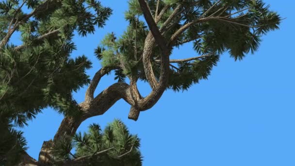 Jeffrey Pine Pinus jeffreyi houpá větev jehličnaté stromy se houpá ve větru zelená jehla-jako Glaukóna šedá-zelená listí větrný den — Stock video