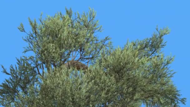 제프리 파인 피누스 제프리 비위 상단 의 나무 크라운 침엽수 상록 나무 는 바람 녹색 바늘 같은 유리 녹색 잎 바람이 부는 날에 흔들리고있다 — 비디오
