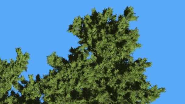 Monterey Cypress Green wuivende kroon top down Coniferous groenblijvende boom is wuivende op de wind groen schaal-achtige bladeren boom in winderige dag — Stockvideo