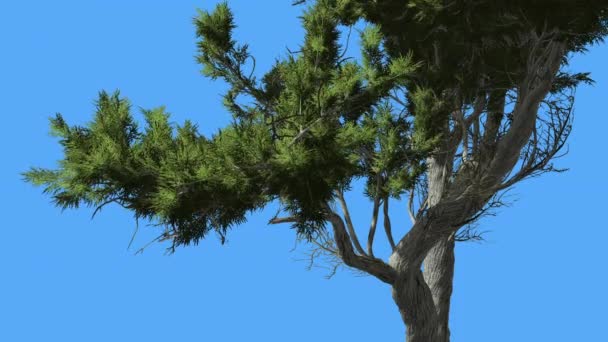 Monterey Zypresse geschwungener Stamm von kleinen Nadelbaum immergrünen Baum schwankt am Wind grünen schuppenartigen Blättern Baum in windigen Tag — Stockvideo