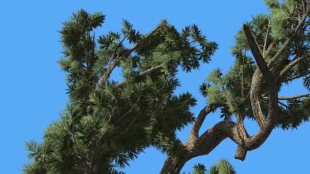 杰弗里·派恩·皮努斯·杰弗里弯曲树在阳光明媚的日子针叶常绿树是摇摆在风绿色针状灰绿色叶子 — 图库视频影像