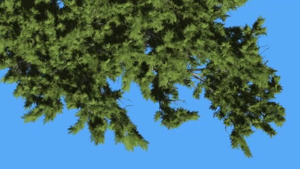 Monterey Cypress Green Swaying Crown Coníferas Evergreen Tree Top Down se balancea en el viento Green Scale-Like deja el árbol en el día ventoso — Vídeo de stock