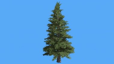 Norveç Ladin Coniferous Evergreen Tree Picea Abies Rüzgar Yeşil İğne Gibi Yaprakları Ağaç Rüzgarlı Sunny Day Animasyon sallanan olduğunu