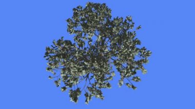 İtalyan Taş Çam Top Down Kış Coniferous Evergreen Tree Rüzgar Yeşil İğne Gibi Yaprakları Pinus Pinea Ağacı Rüzgarlı Günde Sallanan olduğunu