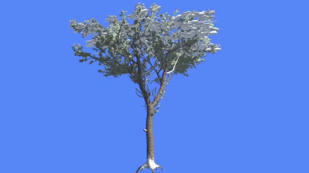 Italiaanse steen Pine dunne boom in de winter Coniferous groenblijvende boom is wuivende op de wind groene naald-achtige verlaat Pinus pinea boom in winderige dag — Stockvideo