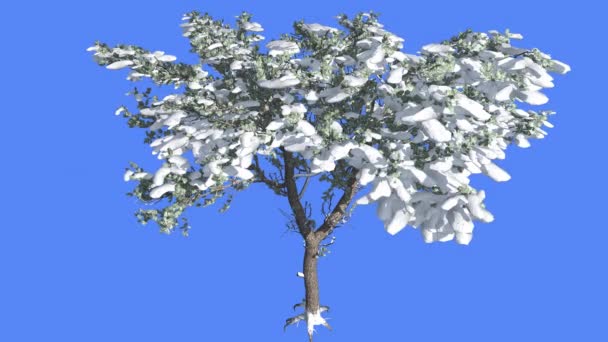 Italienische Zirbe kleiner verzweigter Baum Winter Nadelbaum immergrünen Baum schwankt im Wind grüne nadelförmige Blätter Pinus pinea Baum in windigen Tag — Stockvideo