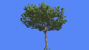 İtalyan Taş Çam Küçük Ağaç Kökleri Yaz Kozalaklı Dökmeyen Ağaç Rüzgar Yeşil İğne Gibi Yaprakları Pinus Pinea Ağacı Rüzgarlı Günde Sallanan olduğunu