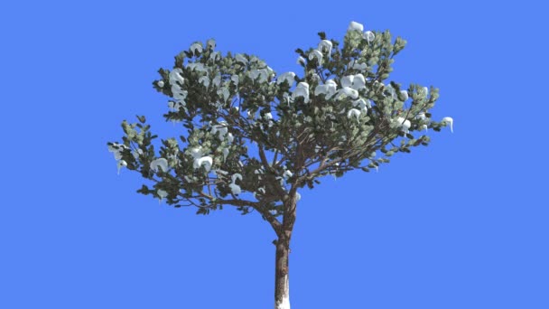 L'albero sempreverde di conifere di neve dipinta a tronco di pino di pietra italiano ondeggia al vento Foglie simili a aghi Pinus Pinea nella giornata ventosa — Video Stock