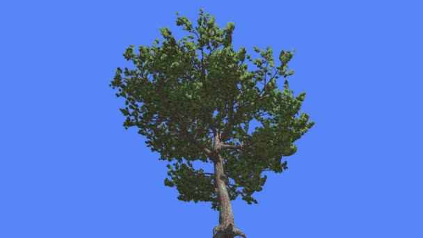 Árbol verde de pino de piedra italiano en verano Árbol perenne de coníferas se balancea en el viento Hojas verdes como agujas Pinus Pinea Tree in Windy Day — Vídeos de Stock