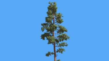 İskoç Çam İnce Ağaç Pinus Sylvestris Uzun Ağaç Yaz Coniferous Evergreen Tree RüzgarLı Gün Rüzgar Yeşil İğne Gibi Yaprakları Ağaç Sallanan olduğunu