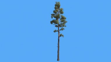 İskoç Çam Pinus Sylvestris İnce Tall Tree Yaz Coniferous Evergreen Tree Rüzgarlı Gün Rüzgar Yeşil İğne Gibi Yaprakları Ağaç Sallanan olduğunu