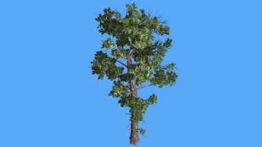 Örnek Kozalaklı Pinophyta Branchy Tree Yaz Coniferous Evergreen Tree Rüzgar Yeşil İğne Gibi Yaprakları Kalın Kabuk Ağacı Rüzgarlı Günde Sallanan olduğunu