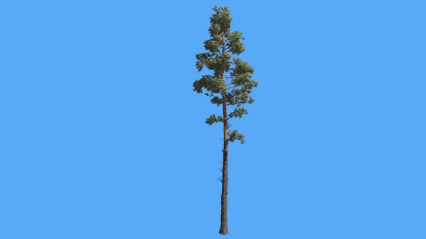 Schotse Pine Pinus sylvestris dunne hoge boom zomer Coniferous groenblijvende boom is wuivende op de wind groene naald-achtige bladeren boom in winderige dag — Stockvideo