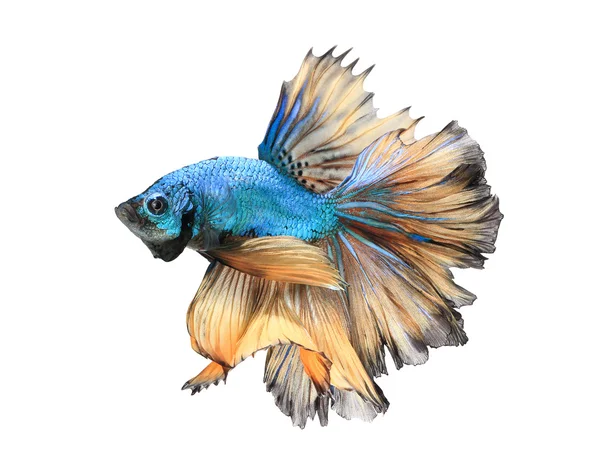 Close-up detail of Siamese fighting fish. — Stock Photo, Image