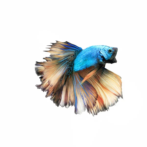 Close-up detail of Siamese fighting fish. — Stock Photo, Image