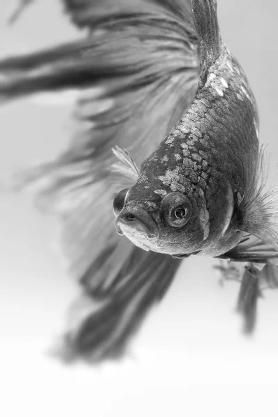 Close-up detail of Siamese fighting fish. — Stock Photo, Image