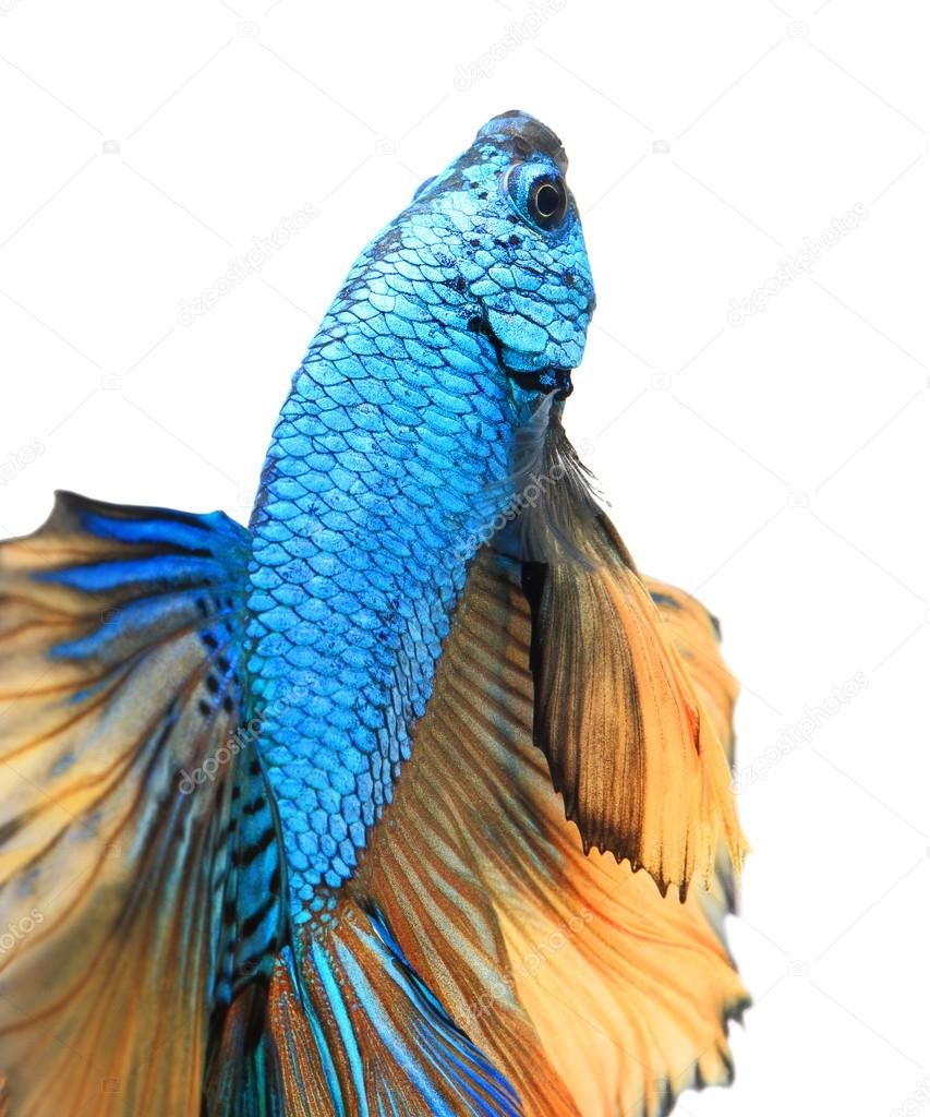 Close-up detail of Siamese fighting fish.