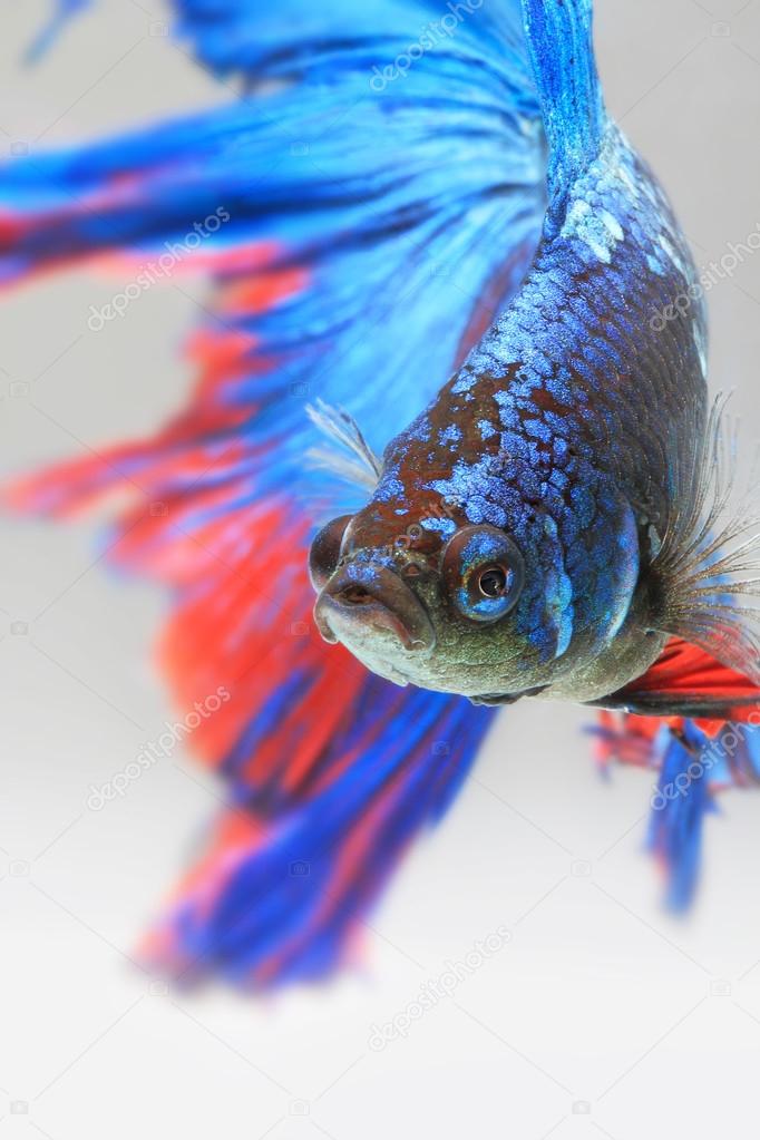 Close-up detail of Siamese fighting fish.