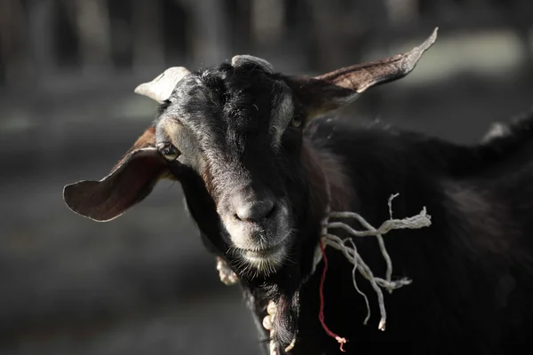 Portrait of Asian Goat. — Stock Photo, Image