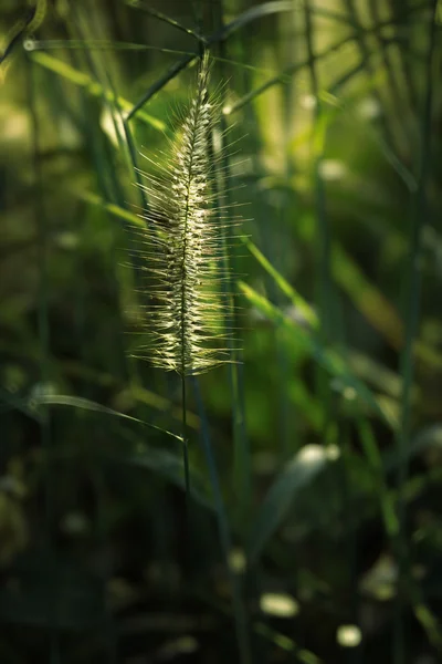 Gramineae трави — стокове фото