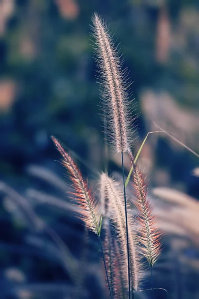 Gramineae grass — Stock Photo, Image