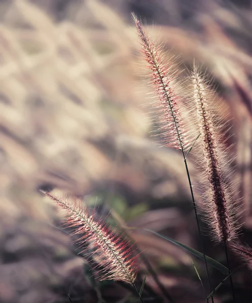 Gramineae tráva — Stock fotografie