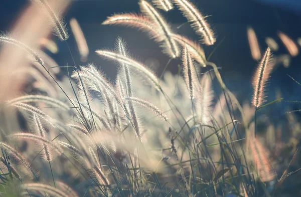 Gramineae χόρτο — Φωτογραφία Αρχείου