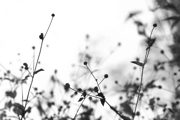 野生の花 — ストック写真