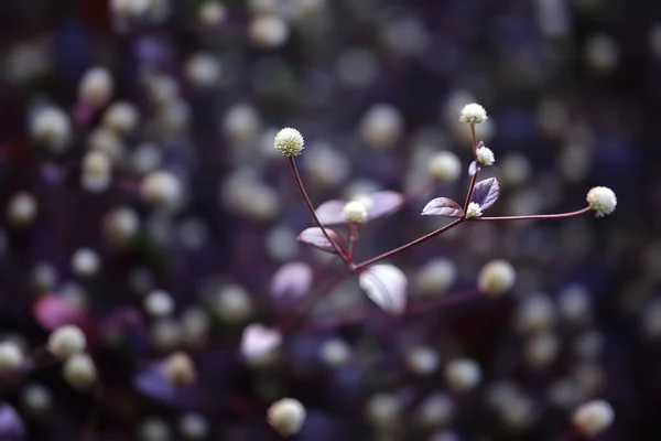 Flor salvaje — Foto de Stock