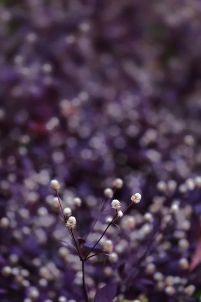Wilde Blume — Stockfoto