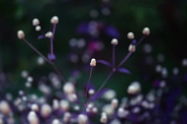 Flor salvaje — Foto de Stock