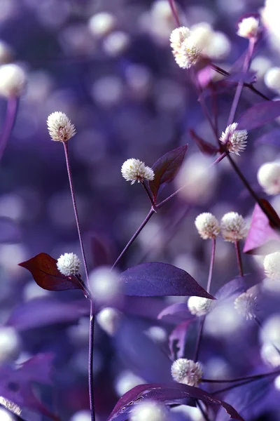 Flor salvaje — Foto de Stock